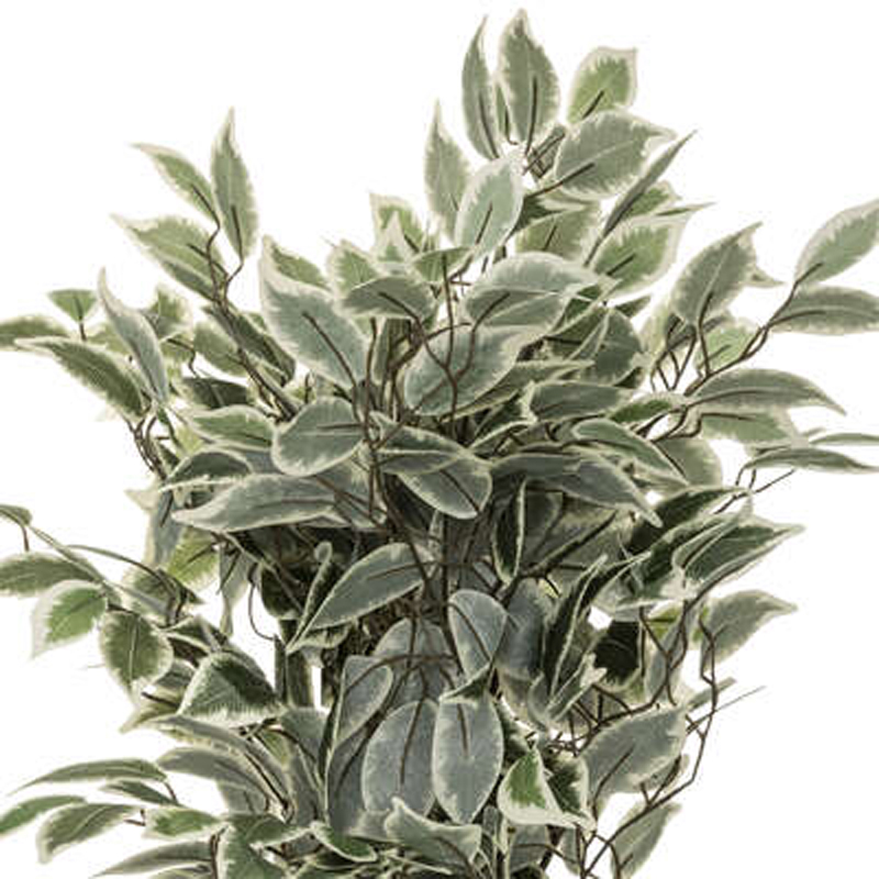 Φυτό σε γλάστρα Green19 pakoworld Φ50x120εκ