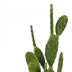 Cactus decorative plant in a pot Inart green pp H64cm Cactus decorative plant in a pot Inart green pp H64cm