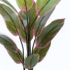 Ornamental plant in pot Calathea Inart green D68x120cm