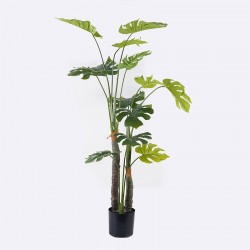 Διακοσμητικό φυτό σε γλάστρα Deliciosa I Inart πράσινο Φ90x160εκ