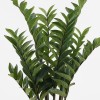 Decorative potted plant Zamia Inart green D52x88cm